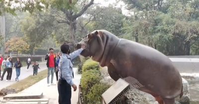 印度動物園河馬偷溜出來！保全「徒手賞巴掌」　牠乖乖退回水裡