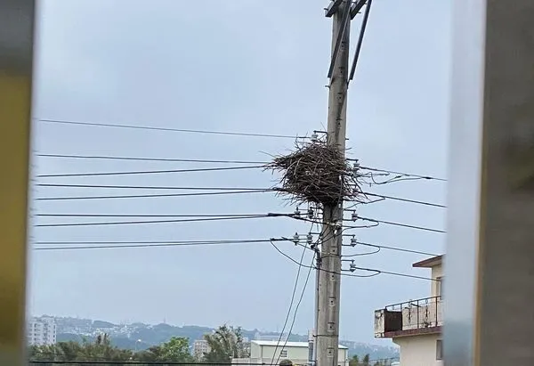 ▲有網友發現自家附近出現巨大鳥巢，懷疑家中可能將面臨停電。（圖／翻攝自Facebook／爆怨2公社）