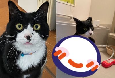 大眼貓泡澡「雙手饋盆」憨臉呆掉超享受　全濕身奇景網萌暈想抱緊