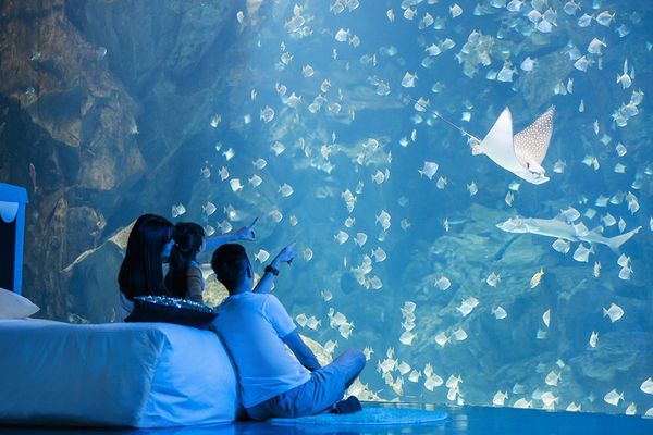 ▲「Blu Night宿海奇遇」中的選擇福爾摩沙眠區的旅客，將伴著台灣東海岸的海底風情欣賞魚群優游入睡。（圖／國泰飯店觀光事業提供）