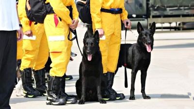 發生強震「打開狗罐頭」能讓搜救犬先找到我嗎？桃園搜救犬隊秒回笑翻網友