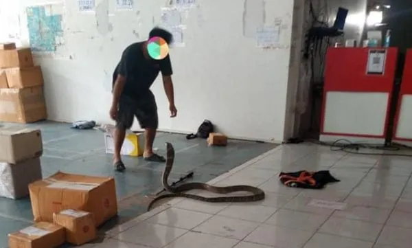包裹在動嚇壞快遞員　竄出4m劇毒眼鏡王蛇「咬一口30分鐘就斃命」。（圖／翻攝自Facebook）