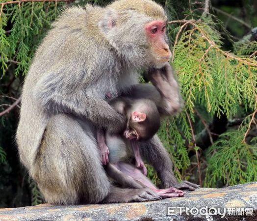 ▲玉山塔塔加地區的獼猴媽媽悲傷抱著夭折的幼猴不放（下同）。（圖／玉山國家公園管理處提供）