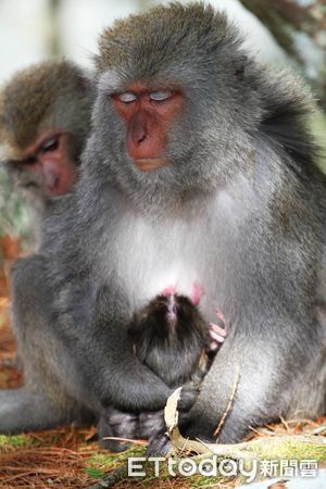 ▲玉山塔塔加地區的獼猴媽媽悲傷抱著夭折的幼猴不放。（圖／玉山國家公園管理處提供）