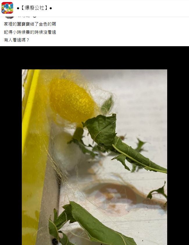 蠶寶寶結了金色的繭。（圖／翻攝自Facebook／爆廢公社）