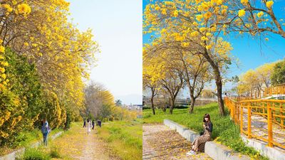 風鈴木夢幻綻放！嘉義「黃金雨」盛勢來襲　1公里大道隨手拍到爽