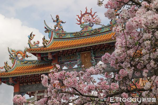 ▲粉白吉野櫻繽紛盛開 淡水天元宮賞櫻祈福「滴IY」。（圖／新北市景觀處提供）