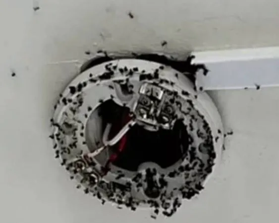 ▲愛蘭國小琉璃蟻入侵警鈴大響。（圖／翻攝自邱國峰臉書）