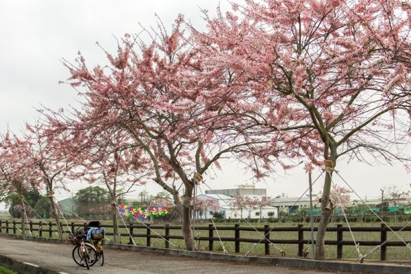 ▲▼台南花旗木，蜀葵花。（圖／台南市政府觀光旅遊局提供）