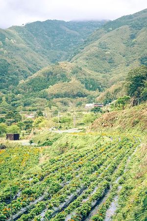 ▲▼新竹尖石「那羅灣金盞花季」一日遊。（圖／Banbi 斑比，旅行生活計畫提供，以下皆同，請勿任意翻攝以免侵權）