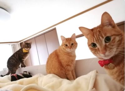 她睡過頭驚見「3喵皇死亡凝視」：飯在哪！神還原迷因圖8萬人朝聖