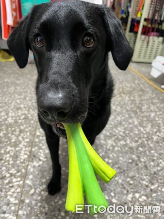 ▲半夜地震警報狂響　搜救犬翻肚躺「放棄逃生」看傻爸：很不稱職？（圖／Tyfd-K9桃園搜救犬隊提供）