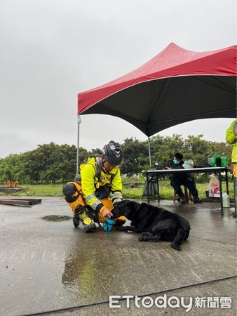 ▲半夜地震警報狂響　搜救犬翻肚躺「放棄逃生」看傻爸：很不稱職？（圖／Tyfd-K9桃園搜救犬隊提供）