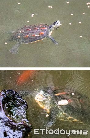 ▲▼動物園內拾獲救傷個體〜野生斑龜出沒請注意！。（圖／台北市立動物園提供）