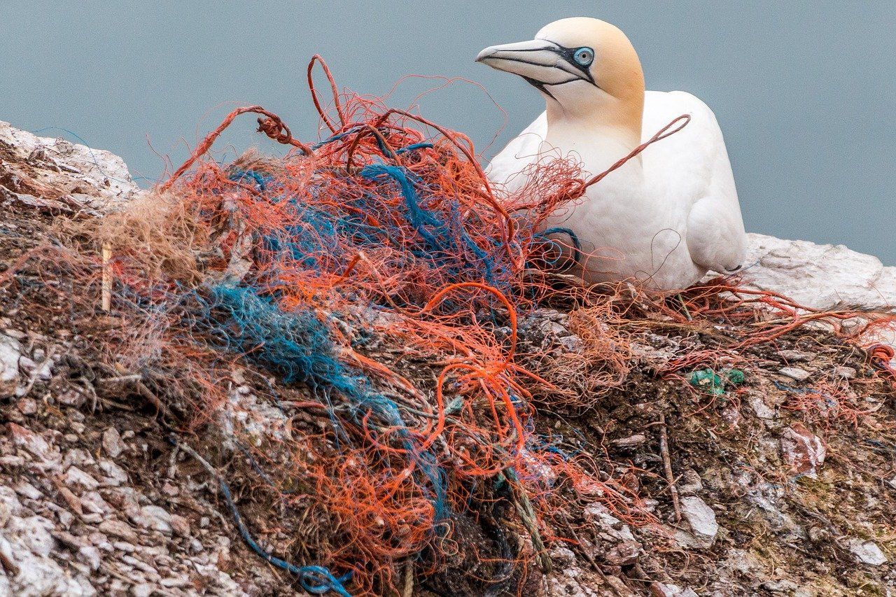 ▲▼海洋生態、塑膠垃圾、漁網。（圖／取自免費圖庫pixabay）