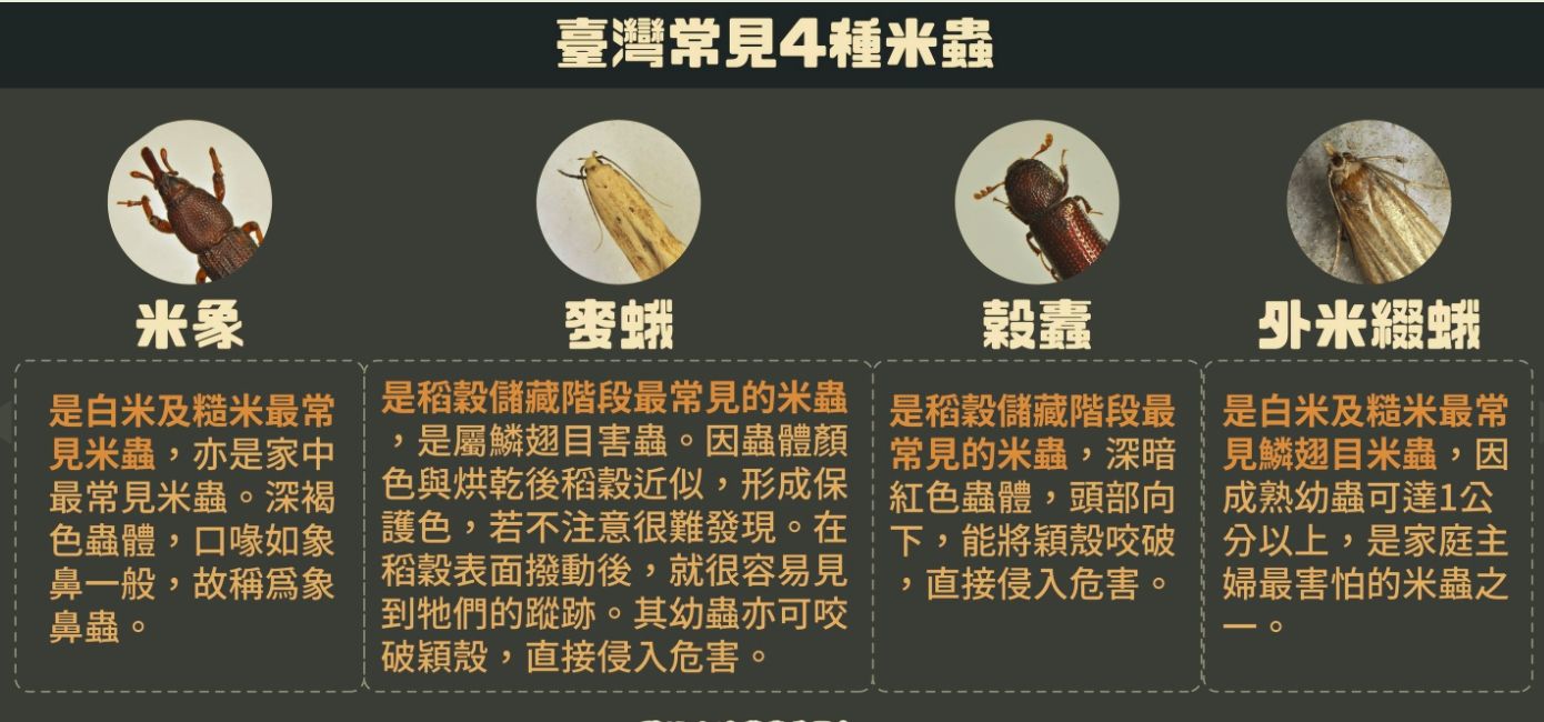 ▲▼台灣常見4種米蟲。（圖／農委會提供）
