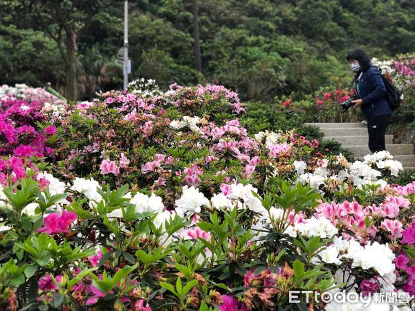 ▲萬金杜鵑爆花場景太好拍 「花聚落」會場變身網紅集散地。（圖／新北市農業局提供）