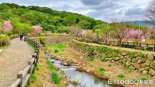 ▲快把握最後粉紅花海！走訪三芝三生步道體驗拔蘿蔔。（圖／新北市農業局提供）