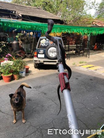 ▲▼女子抓蛇家犬跟母親跟在旁畫面逗趣（圖／記者翁伊森翻攝）