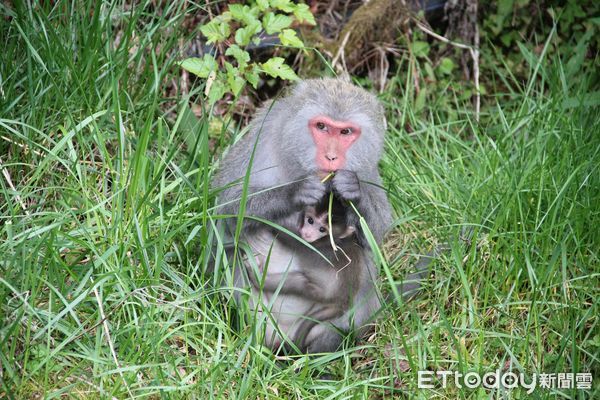▲台灣獼猴母子在草地恣意覓食。（圖／玉山國家公園管理處提供）