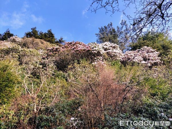 ▲塔塔加玉山杜鵑即將呈現花瀑美景。（圖／玉山國家公園管理處提供）