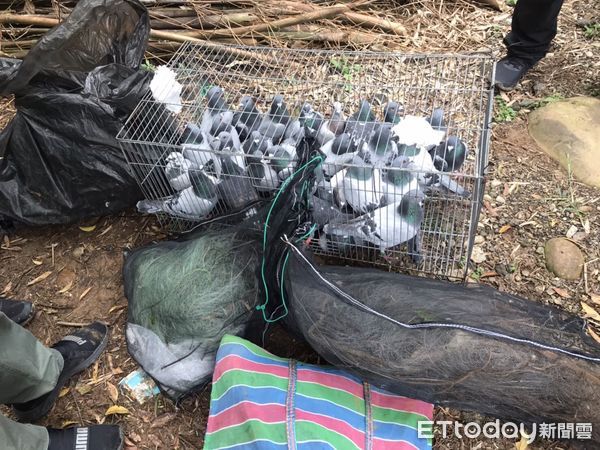 ▲29隻擄鴿重獲自由　玩家曝「肉票」身價：3階段贖金超可怕。（圖／記者陳凱力翻攝）