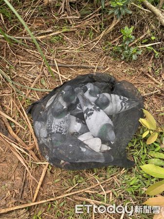 ▲29隻擄鴿重獲自由　玩家曝「肉票」身價：3階段贖金超可怕。（圖／記者陳凱力翻攝）