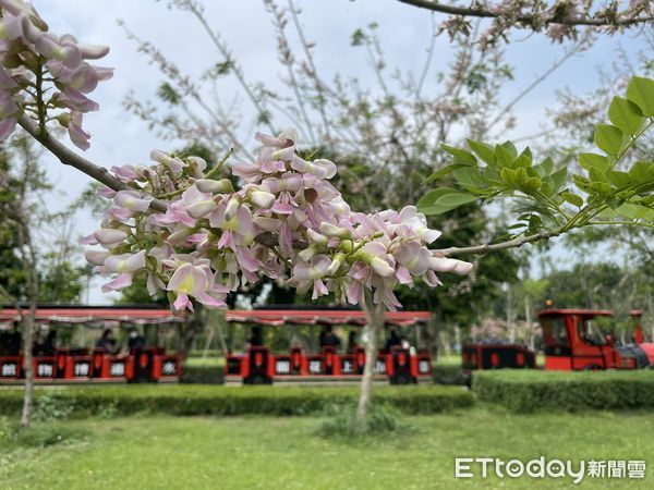 ▲台南山上花園水道博物館花旗木，獨特景致也吸引大批民眾爭相拍攝留影。（圖／記者林悅翻攝，下同）