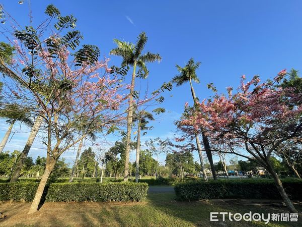 ▲台南山上花園水道博物館花旗木，獨特景致也吸引大批民眾爭相拍攝留影。（圖／記者林悅翻攝，下同）