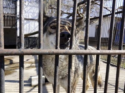 烏克蘭動物園糧食告急！　狼群飢餓哀號「壓過空襲警報聲」惹心疼