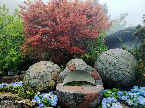 ▲鬼斧神工打石藝術的大賞園，目前也剛好日本楓葉轉紅，令人流連忘返。（圖／翻攝自Facebook／大賞園繡球花（海芋））