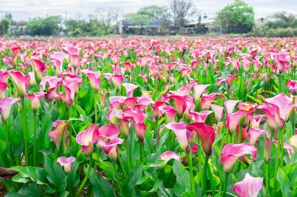 ▲2022桃園彩色海芋季以「芋見愛神」為主題