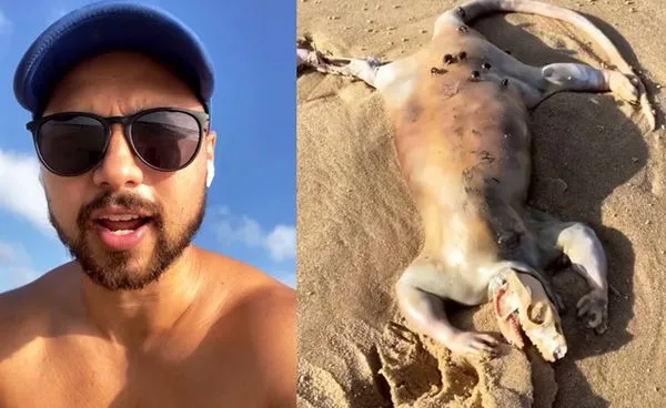 沙灘發現詭異生物　「濕滑皮+巨大長尾巴」頭剩白骨趴地畫面曝光。（圖／翻攝自Instagram／tanalex）