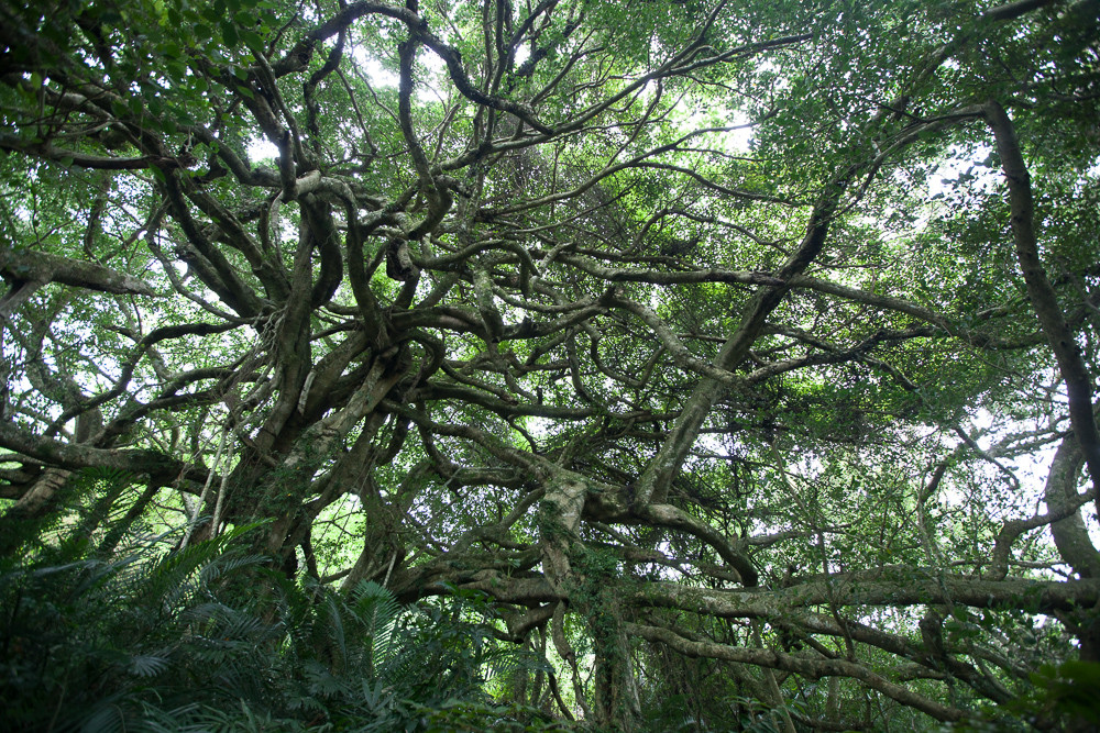 會走路的樹（圖／記者徐文彬攝）