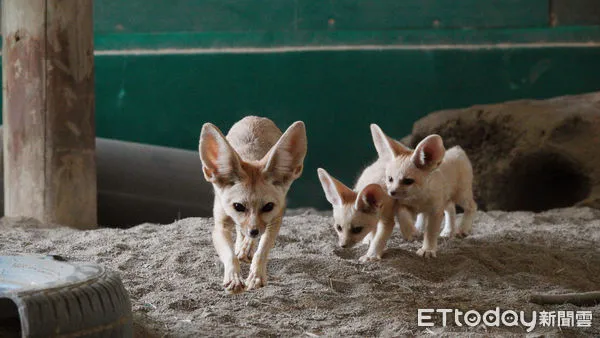▲耳廓狐寶寶是媽媽的小跟班，走到哪跟到哪。（圖／記者林悅翻攝，下同
