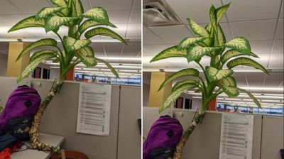 在家上班2年多回辦公室看　盆栽植物「長高到天花板」