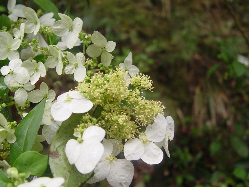 ▲▼華八仙。（圖／林務局提供）