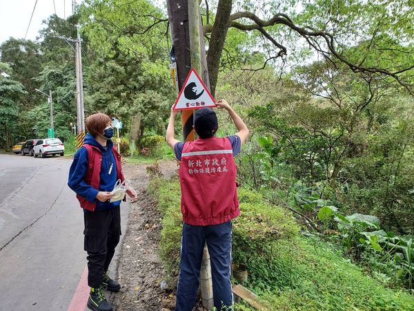 ▲食蟹獴在新店遭路殺！白鼻心帶子驚險爬護欄　動保處設告示牌提醒。（圖／新北市動物保護處提供）