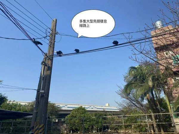 ▲番鴨不要頑皮！台電怕怕 