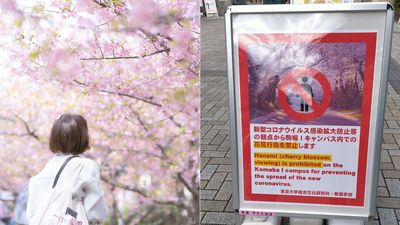 日本東大因疫情禁賞櫻！學生不滿「開賣眼罩」諷刺：小心別看到花喔～