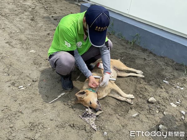 ▲流浪犬經麻醉後佩掛矯正器，遏止追車咬人習慣。（圖／記者林悅翻攝，下同）