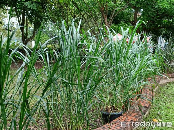 ▲台南市農業局長李建裕等人為牧草節開幕，許多民眾體驗牧草編織及盤固拉牧草捲草意象。（圖／記者林悅翻攝，下同）