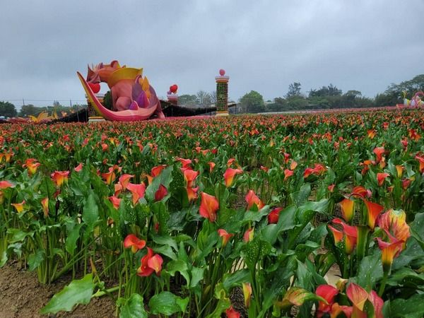 ▲2022桃園彩色海芋季登場