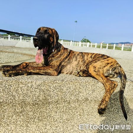 ▲155cm高山犬逛寵物展「掃光試吃品」　低頭猛吸媽超尬：好了啦！。（圖／飼主米亞媽提供）