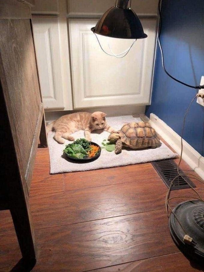 ▲▼貓等烏龜吃飯等到睡著。（圖／翻攝自推特／@iyashichannel_）