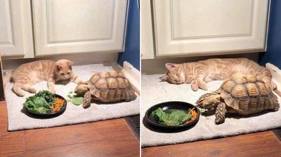 吃飽一起玩！龜龜「細嚼慢嚥」吃蔬菜　橘貓「等到被周公接走」