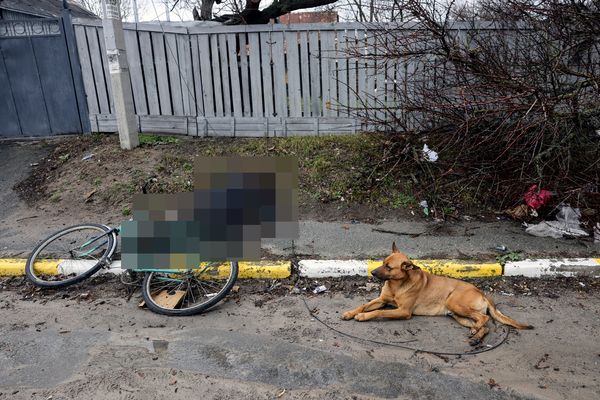 ▲烏克蘭忠犬趴路邊守主人遺體！　4人幫收屍牠回頭做「最後道別」。（圖／路透）