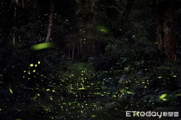 ▲2022日月潭「星光螢火季」活動開跑（下同）。（圖／日月潭國家風景區管理處提供）