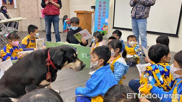 ▲母犬絕育大幅下降87% 新北遊蕩犬源頭減量公私協力成功。（圖／新北市動保處提供）