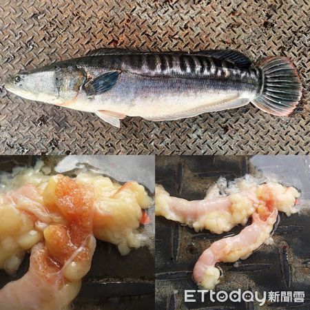 水中惡霸恐怖正面曝 連頭頂都長鱗日月潭漁民驚 難怪沒天敵 Ettoday生活新聞 Ettoday新聞雲